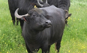Malkara Süt Üreticileri Birliği - MSÜB