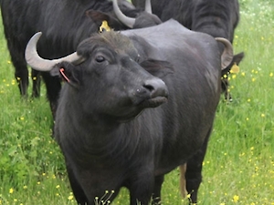 Süt Üreticileri Birliği Başkanı Turgutlugil: Manda Yetiştiriciliği Teşvik Edilmelidir