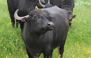 Malkara Süt Üreticileri Birliği - MSÜB